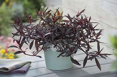 《圣塔神记》最终预告公布 繁体中文版冬季发售